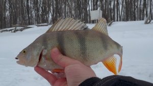 ПОПАЛИ НА РАЗДАЧУ КРУПНОГО ОКУНЯ!!! Поклёвки на каждой проводке!