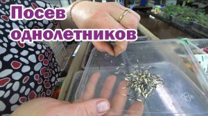 Посев однолетних цветов