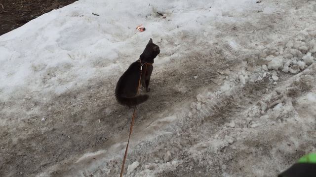Надо все осмотреть и обнюхать. ХРИСТОС ВОСКРЕС. смотреть онлайн