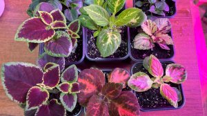 ВАЖНО!! ПОДКОРМКА И ФОРМИРОВКА КОЛЕУСОВ!!