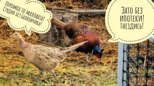 На День Птиц пришли курочки фазаны в гости, в поле орёт журавль, вокруг шумит весна!