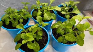 Пересадила петунию из объема 0,5 в 1 литр.