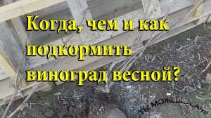 Весенняя подкормка винограда