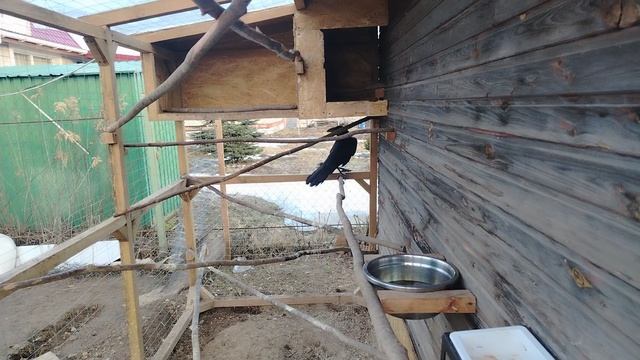 Ворон Гриша 1 апреля, с праздником