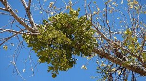 ОМЕЛА БЕЛАЯ ПОЛЕЗНЫЙ ПАРАЗИТ #растения #природа