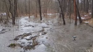 2026/3/26: Разлив Профилакторского ручья в его низовье у границы территории Заречного в лесу