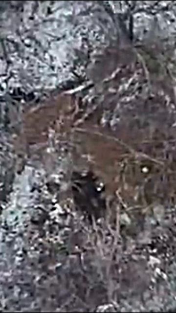 Точное попадание в норку, где скрывался противник