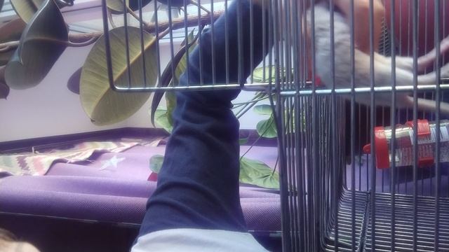 Рататуй смотреть онлайн