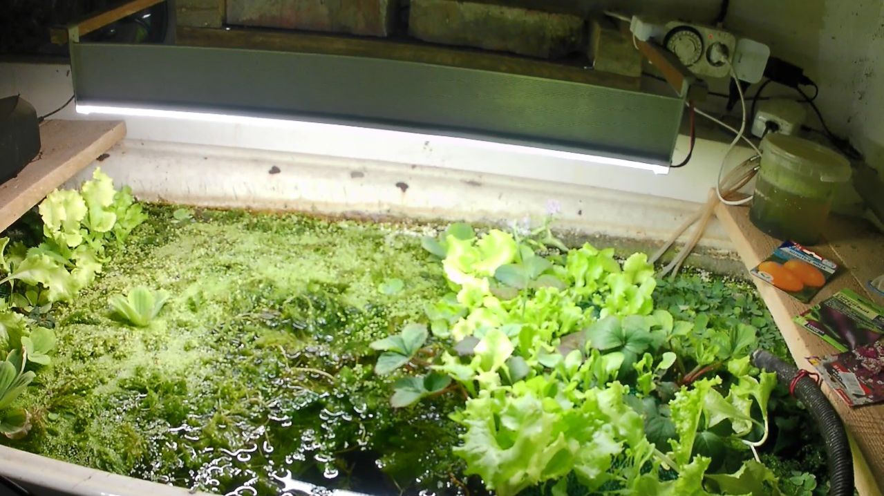 Аквапоника в УЗВ с форелью и карасём. Посев семян томата, перца, пищевых цветов алиссум и паслёна.