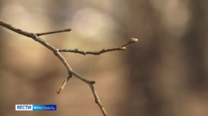 В Ярославль раньше срока пришла весна