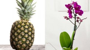 Как выращивали ананасы и другие экзотические растения в 19 веке?