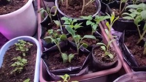 1 апреля, пошло дело...