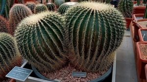 🌺🌺🌺БОТАНИЧЕСКИЙ САД / АПТЕКАРСКИЙ ОГОРОД 🌺🌺🌺