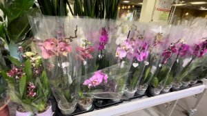 Обзор ОРХИДЕЙ в СТРОИТЕЛЬНОМ магазине ✅ #орхидеи