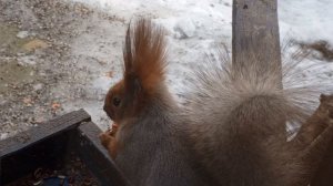 дружные белки