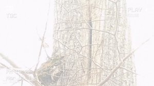 ДОМОСЕД❗🪵🕊️ воробей и БРАВЕНЬКАЯ ОПределенно отличная компания воробьёв обустраиваются на лето