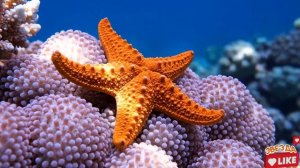 Учим подводный мир обитатели морей и океанов мультик для детей для малышей