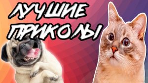 СМЕШНЫЕ КОШКИ И СОБАКИ  СМЕШНЫЕ ЖИВОТНЫЕ 😹 ЛУЧШИЕ ПРИКОЛЫ С ЖИВОТНЫМИ 😹 ЛУЧШАЯ ПОДБОРКА ПРИКОЛОВ