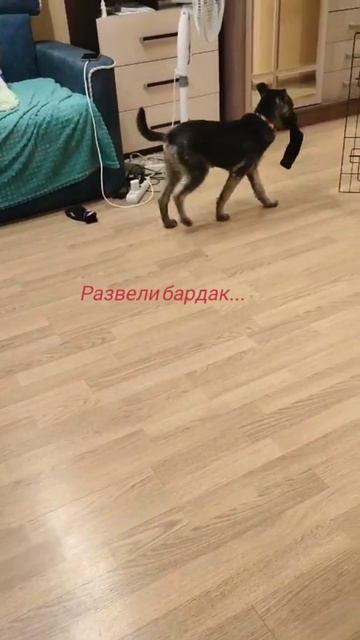 Про жизнь собачью