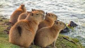 Green Hell  с комментариями 6 часть ,игра на выживание