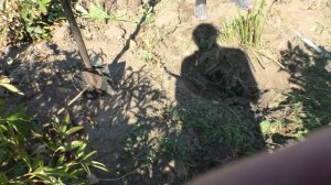 Выкопка пионов