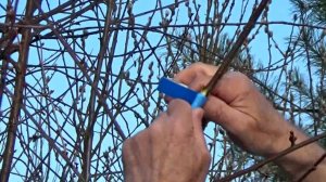 Прививка черешни на вишню