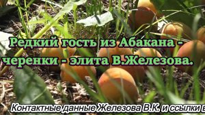 Редкий гость из Абакана - черенки - элита В.Железова.