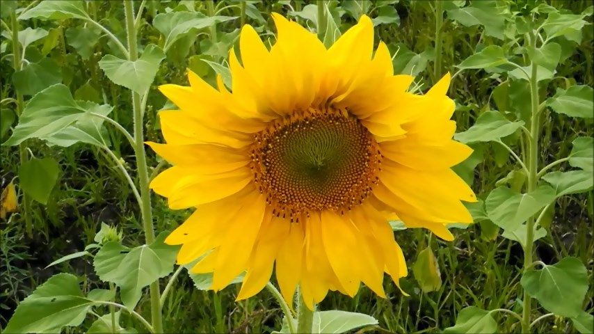 Очаровательные подсолнухи