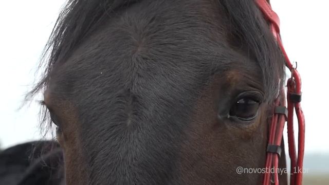 В КСК «Красный Гедуко» прошли соревнования по конным пробегам памяти Килара Хаширова. 1 КБР