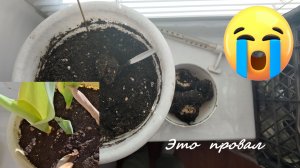 Тюльпаны, выращенные в квартире. Почему так вышло. Эксперимент закончился.