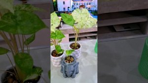 КОМНАТНЫЕ РАСТЕНИЯ(ЦВЕТЫ).РАЗИТЕЛЬНОЕ ОТЛИЧИЕ.