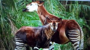 какие родственники бывают у жирафа?