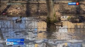 В парке Станкозавода поселились утки