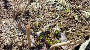 В саду уже пахнет весной. Обзор от 1-го апреля