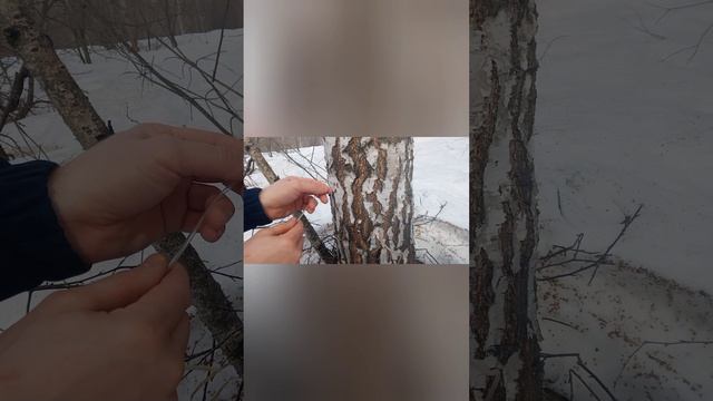 Сбор сока в 2026г.мы первые