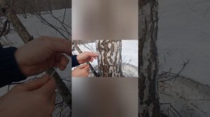 Сбор сока в 2026г.мы первые