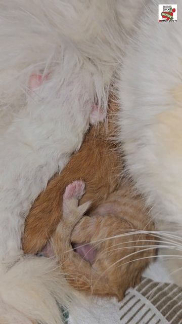 Сладких снов ребята 🌜😽❤️😽🍼🐈🐈🐈