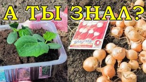 Самые ПЕРВЫЕ ПОСЕВЫ в теплицу🔥🔥🔥