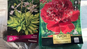 🌿 «Мои новые многолетники для сада: лилия, хоста, пион, астильба, астра новобельгийская и флокс.