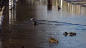 ПЕРВОЕ АПРЕЛЯ. О ВЕСЕЛОМ И НЕ СМЕШНОМ