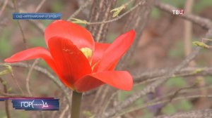 В Аптекарском огороде аномально рано расцвели тюльпаны