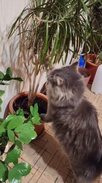 Кошка цветоед