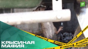 Крысиная мафия. Грызуны в Ленинском захватили двор, мусорки и машины