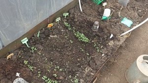 Готова вторая теплица! Подготовила лук и картофель! Не много снега и первый дождь!