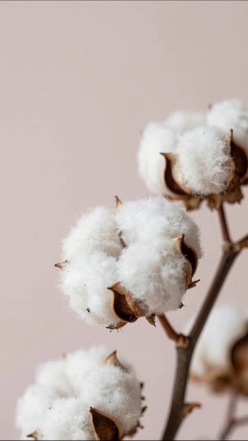 Красота хлопка: природа в каждом пушистом волоске #хлопок #природа #растения