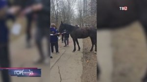 Жеребята устроили забег на МКАД и попали на камеру