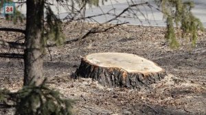 Тополя без пуха, ели, можжевельник и сирень: Парк Победы в Абакане ждёт масштабное озеленение