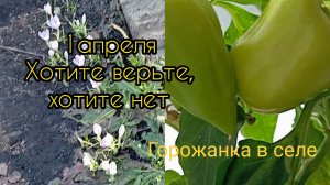 1апреля. Хотите верьте, хотите нет.