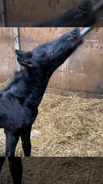 VID_20260401_121530_532