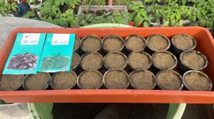 Сеем Укроп и Базилик в такие стаканчики, которые впоследствии можно  высаживать вместе со всходами.